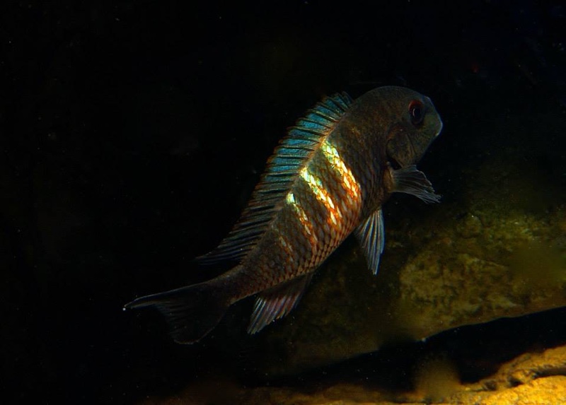 Tropheus 'Red Belly'